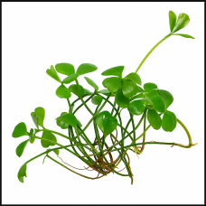 Марсилия крената (Marsilea crenata)