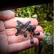 Bucephalandra sp. Brownie Phantom Black