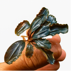 Bucephalandra sp. Brownie Blue