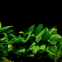 Анубиас Бартера (Anubias barteri var. barteri)
