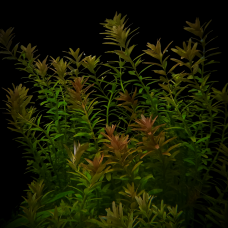Rotala Indica (Ротала Индика) Rotala Indica (Ротала Индика)