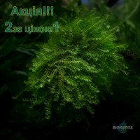 Callicostella prabaktiana - moss sp. "Sumater"