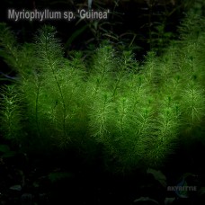 Myriophyllum sp. 'Guinea'
