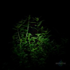 Rotala rotundifolia sp. Green