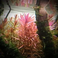 Rotala sp. Orange