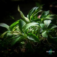 Anubias Glabra Variegated