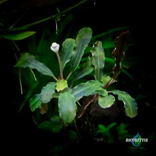 Bucephalandra sp. Flora