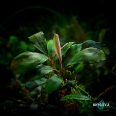Bucephalandra sp. Gost Long Leaf