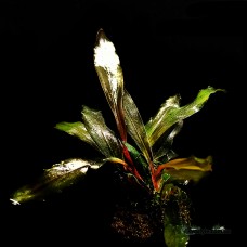 Bucephalandra sp. Motleyana Rot Braun narrow