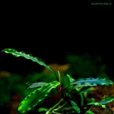Bucephalandra sp. Godzila Green mini