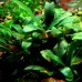 Bucephalandra sp. Kualakuayan 1