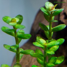 Ammania sp. Bonsai(Аммания Бонсай)
