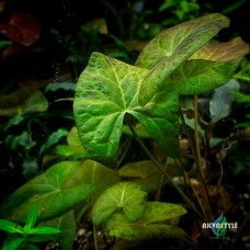 Нимфея карликовая(Nymphaea sp. "Dwarf", Santarem)