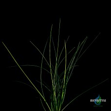 Eriocaulon big Sulawesi grass