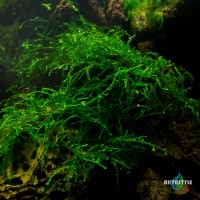 Bubble moss/мох бульбашковий