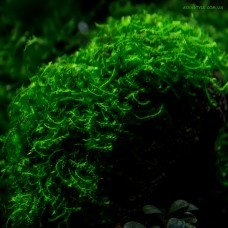 Callicostella prabaktiana - moss sp. "Sumater"