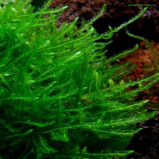 Christmas moss(мох рождественский)