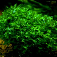 Loxogramme sр. Wave moss