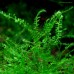 Королевский мох Queen moss