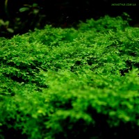 Riccardia chamedryfolia (Coral moss)