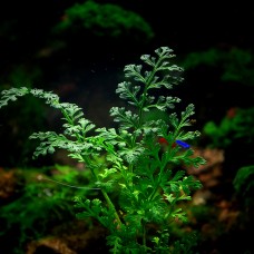 Bolbitis sp. from Bali