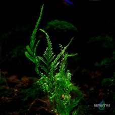 Bolbitis sp. Gua Angin