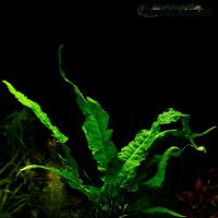Папороть Microsorum pteropus "Wave leaf"